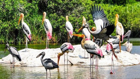 Kumarakom Bird Sanctuary